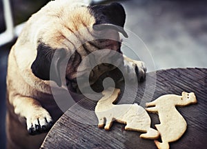 Pug puppy truing to get ferret shaped cookies
