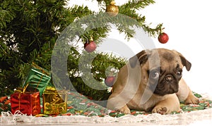 Pug puppy under christmas tree