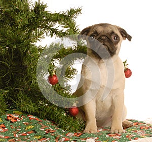 Pug puppy under christmas tree