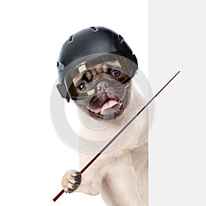 Pug puppy wearing a helmet holding a pointing stick and points on empty banner. isolated on white background