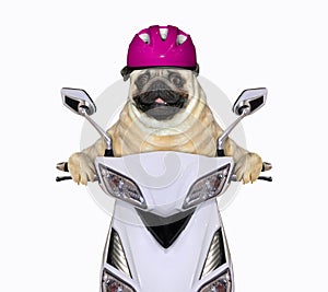 Pug in purple helmet rides moped
