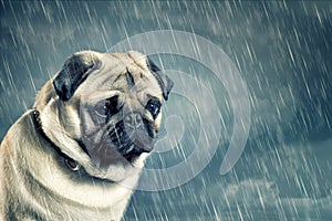 Pug in the Rain