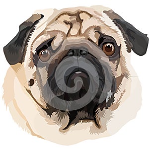 Pug real vector portrait JPEG and AI