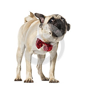 Pug in red bow tie barking against white background