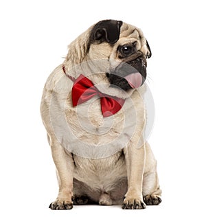 Pug with a red bow tie sitting, isolated