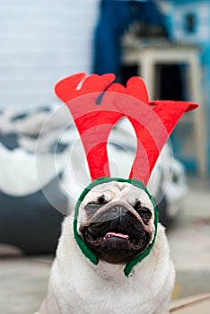 Pug with red deer antlers. Happy dog. Christmas pug dog. Christmas mood. A dog in the apartment.