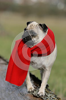 Pug with red scarf