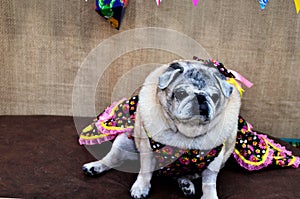 A pug in a redneck dress sitting in the tent