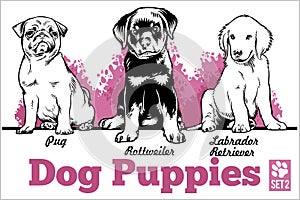 Pug, Rottweiler and Labrador Retriever - Dog Puppies. Vector set. Funny dogs puppy pet characters different breads doggy