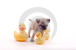 Pug with Rubber Ducks