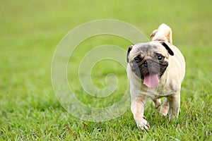 Pug running photo