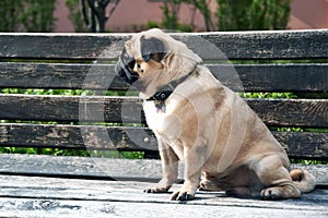 Pug sad dog pug sitting on a bench and waiting, dog sad