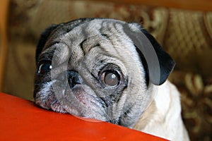 Pug with sad eyes