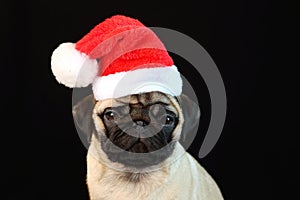 Pug in Santa Claus hat sits on black background. Christmas card with dog and place for text