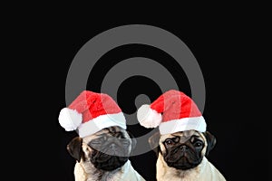 Pug in Santa Claus hat sits on black background. Christmas card with dog and place for text