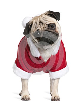 Pug in Santa coat, 1 year old