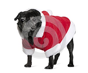 Pug in Santa coat, 10 years old