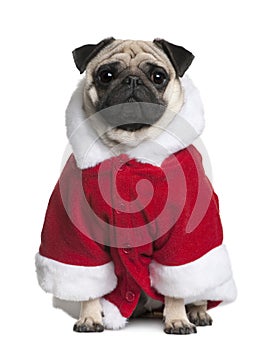 Pug in Santa coat, 2 Years old