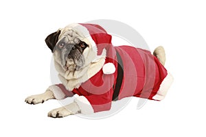 Pug in santa costume lies and looks