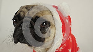 Pug with santa costume looking sad photo