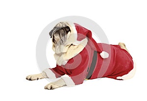 Pug in santa costume lying