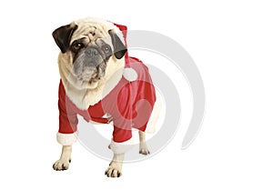 Pug in santa costume standing