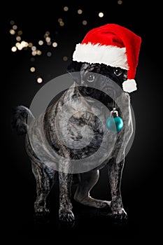 Pug with santa hat and a christmas ball