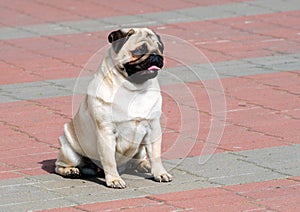 Pug seats on slab.