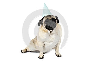 A pug sits with a paper blue cap . Isolated on white background.