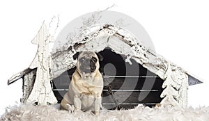 Pug sitting in front of Christmas nativity scene