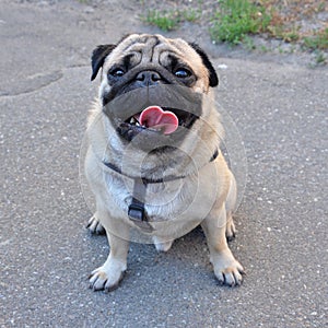 Pug sitting on ground