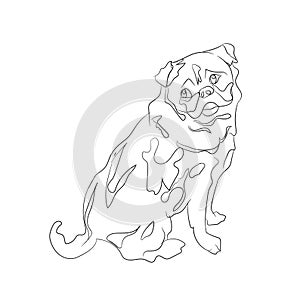 Pug sitting, lines, vector