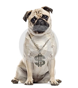 Pug sitting and looking at the camera