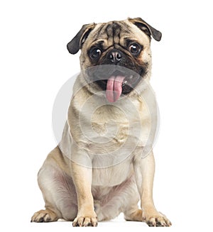 Pug, sitting and panting, 1 year old