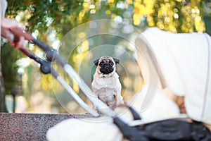 Pug sitting on the street happy and contented