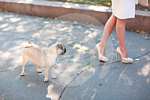 Pug sitting on the street happy and contented