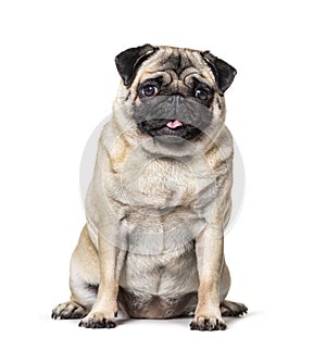 Pug sitting, tongue out , isolated