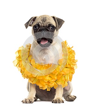 Pug sitting wearing a hawaiian lei, isolated