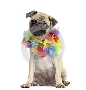 Pug sitting wearing a hawaiian lei, isolated