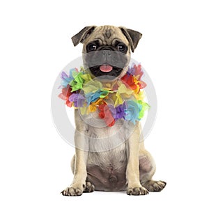 Pug sitting wearing a hawaiian lei, isolated