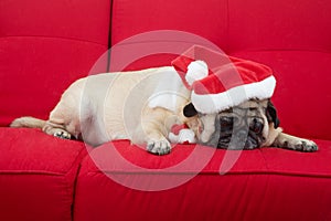 Pug Sleeping on Couch