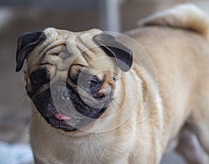PUG