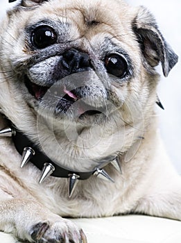 Pug with smiling funny face