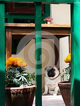 A Pug by Some Flowers by a Table