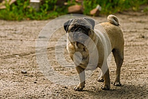 Pug on a spring walk in the village3