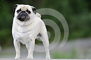 Pug standing in front outdoors