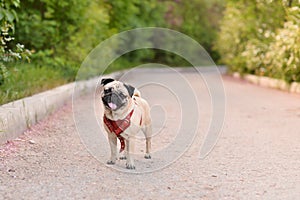 Pug standing in the garden