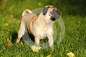 A Pug standing in the grass