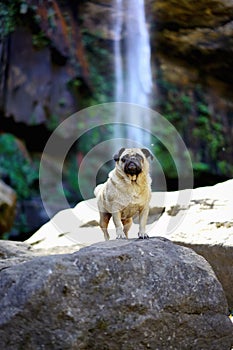 Pug standing infront of a waterfall