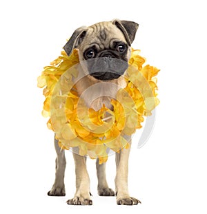 Pug standing wearing a hawaiian lei, isolated